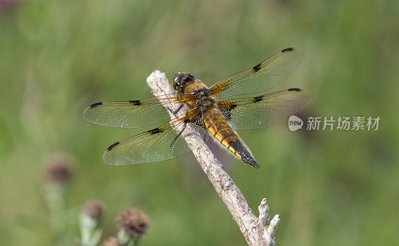 四斑蜻蜓(Libellula quadrimaculata)